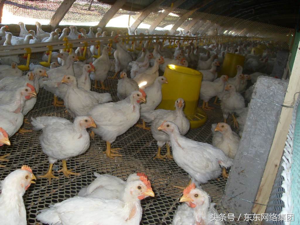 肉鸡鸡爪缩起来什么原因,肉鸡前期出现瘫鸡怎么回事