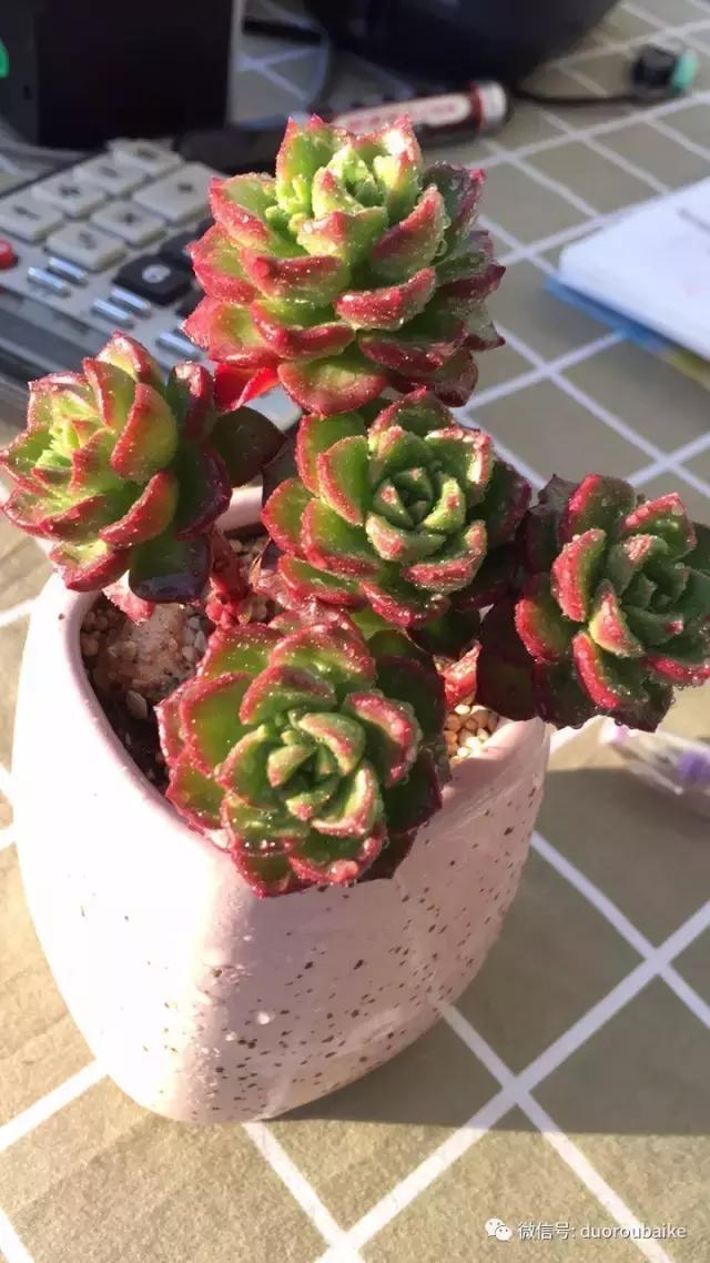 多肉为什么比较坑,多肉基础知识详解