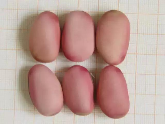 种子种菜阳台教程,阳台种菜种子做法视频教程