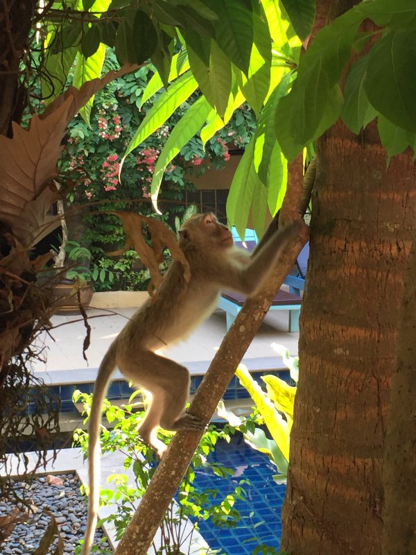 阳光沙滩海浪旅行日记,普吉甲米跟团游游记