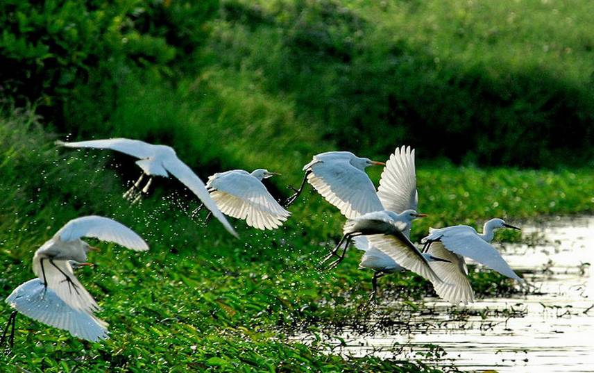 广州适合2月份去的湿地公园,假期旅游去哪里这里风景很迷人