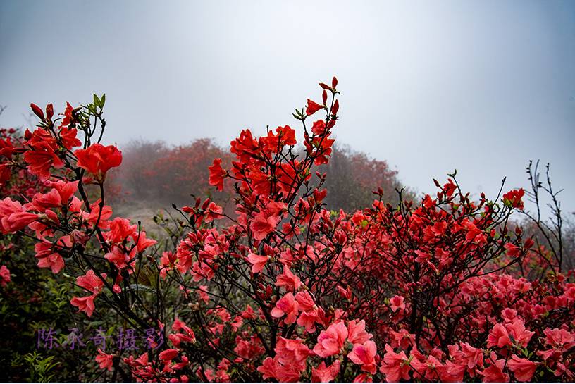 满山的杜鹃红艳艳纯音乐,满山杜鹃红艳艳