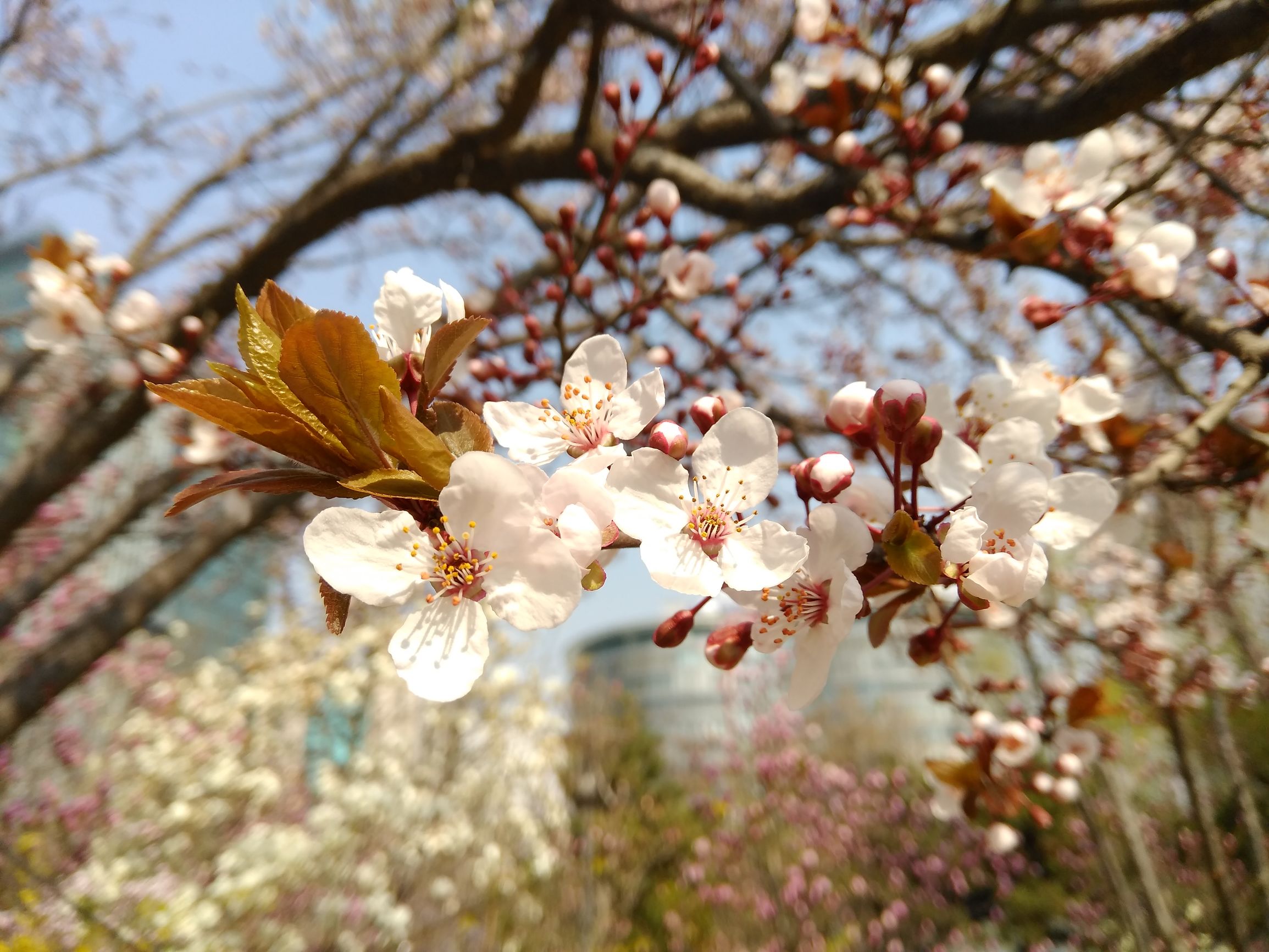 中兴双摄手机blade,中兴bladev8评测视频