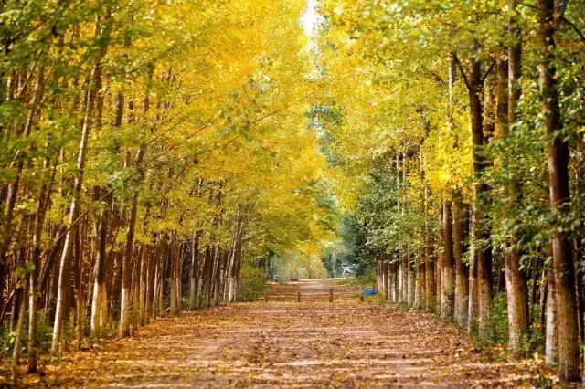 西汉由盛转衰转折点汉元帝登基,西汉巅峰汉宣帝