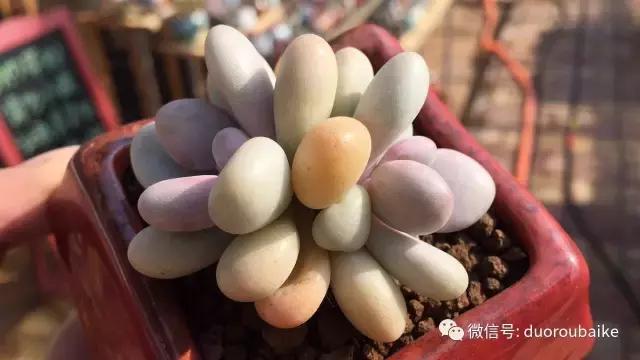 多肉为什么比较坑,多肉基础知识详解