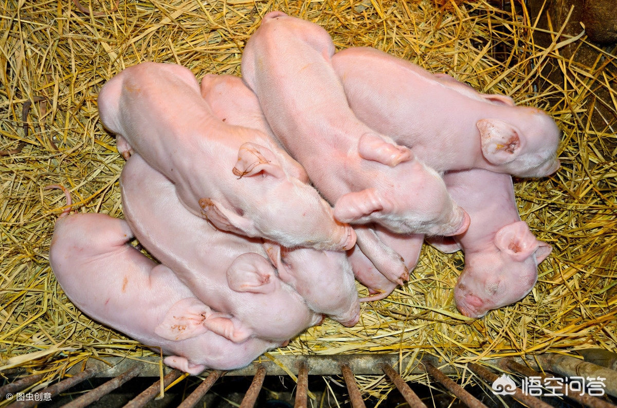 养猪篇仔猪腹泻的四大误区,断奶仔猪腹泻拉稀的最佳治疗方法