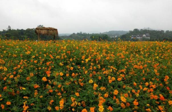 重庆最委屈的城市,重庆最落后的五个区