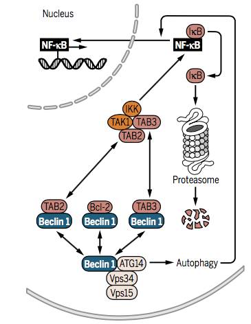 自噬中常涉及的信号通路,自噬的信号通路