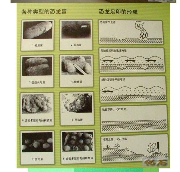 关于科普恐龙的网站,关于恐龙的科普书