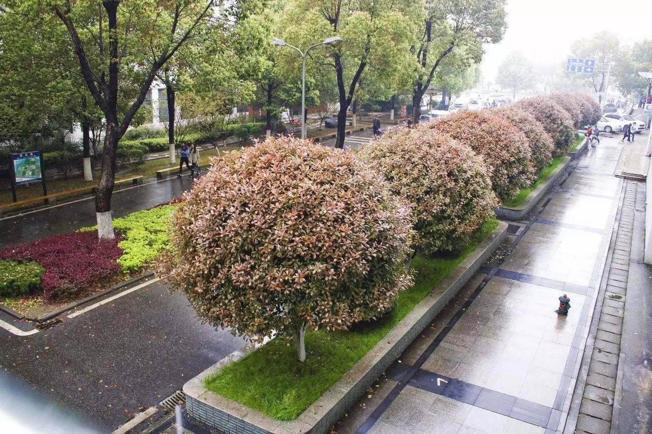 校园开启.avi模式，全因那石楠花开