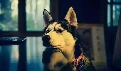 原谅我这一生不羁放纵完整版,原谅我这一生不羁放纵群星版