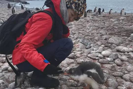真正的南极风景,去南极可以看到什么风景