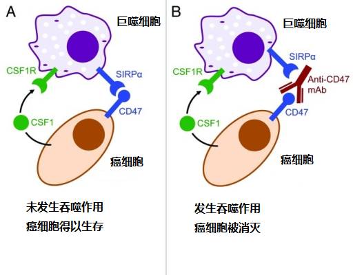 儿童脑瘤免疫治疗,儿童脑瘤最新药物