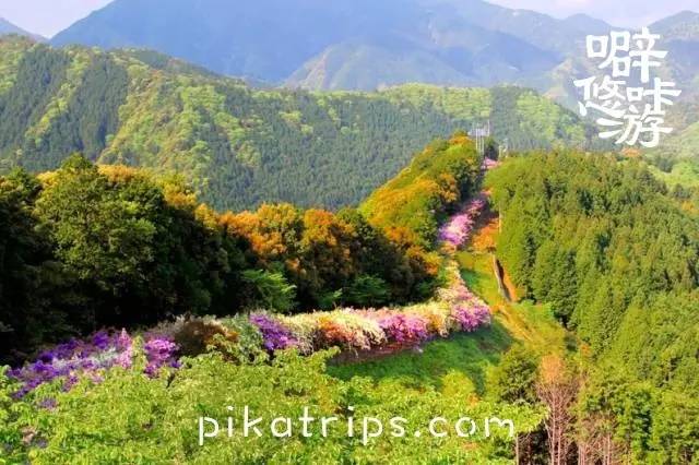 看日本樱花攻略,日本赏樱花最美的地方