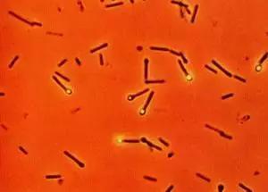 我滴个天呐！男子被木屑刺伤一个月后突发重病险丧命！