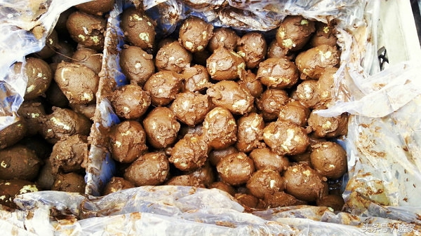 雄安白洋淀冬季旅游攻略,远离喧嚣白洋淀旅行