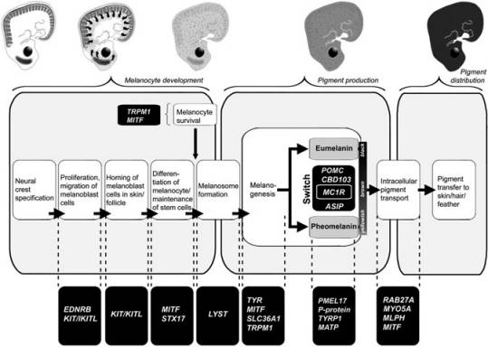 熊猫怎么才能拍出彩色照片,熊猫拍彩色照片