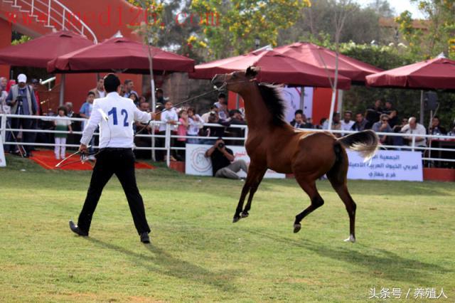 马病治疗措施:阿拉伯马怎么养
