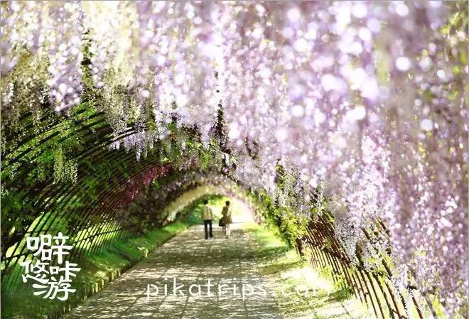 看日本樱花攻略,日本赏樱花最美的地方