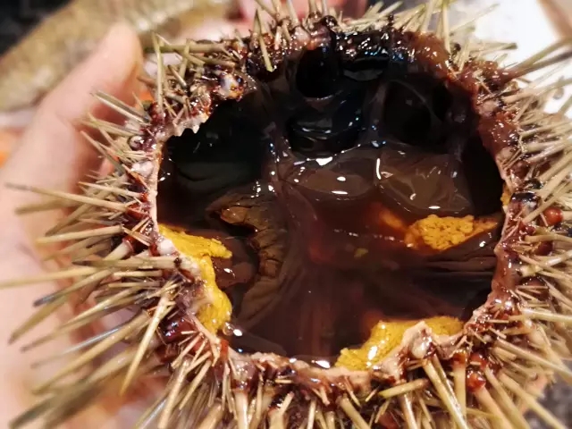 海胆营养丰富,海胆营养辅食有哪些做法