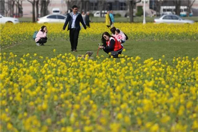 大美泰达满地灿烂！花期易逝，千金不换，还不快来！