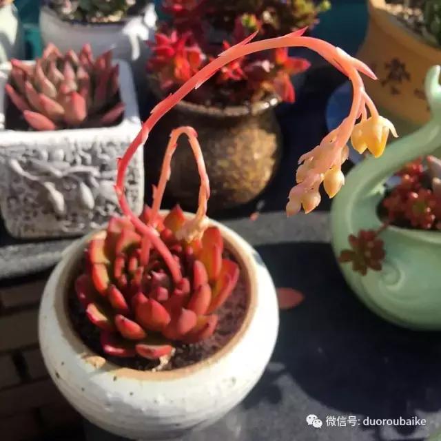 那些年我养过的多肉,这些年养过的花花草草