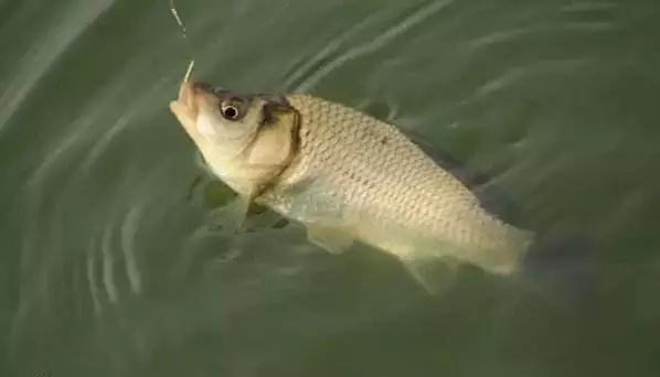 怎样对付鱼应激,如何消除鱼的应激反应