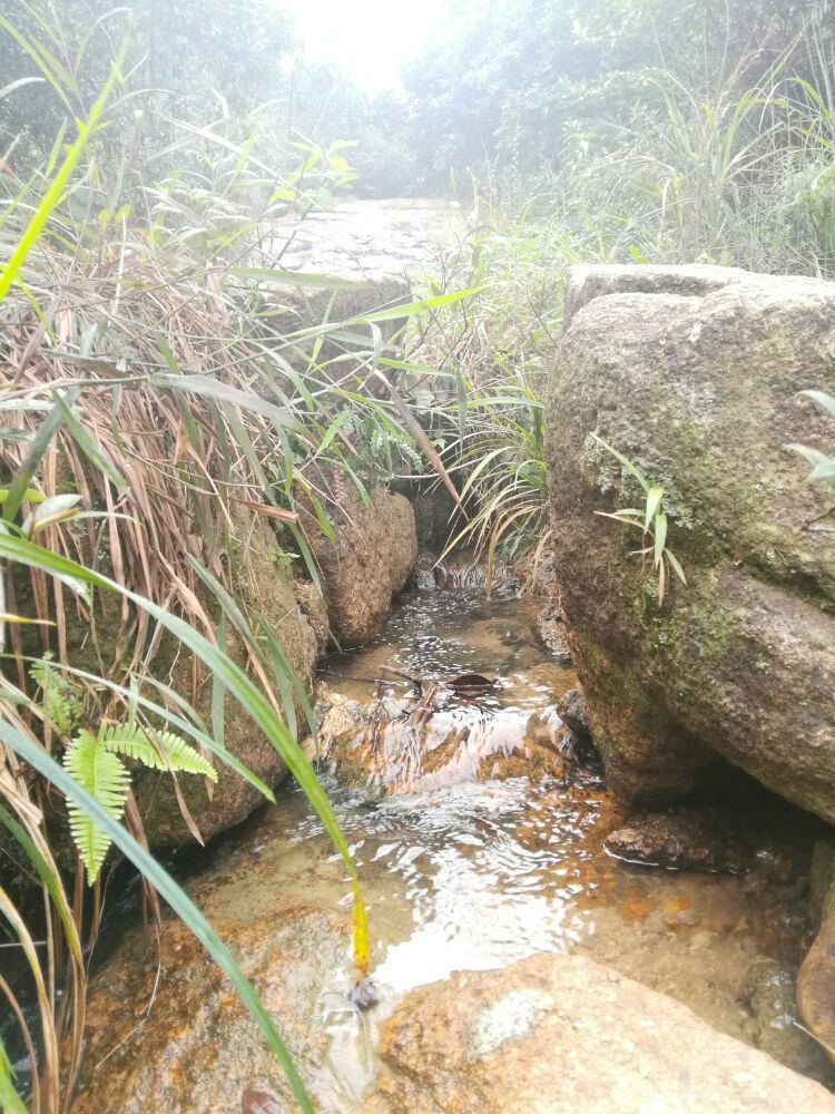 到中山的千年古刹古香林寺旧址周边山林探秘，感觉大自然太美啦