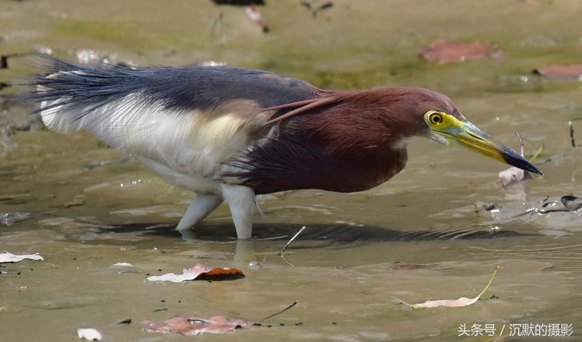 姹犻弓鎹曟崏,姹犻弓鎶撻奔寰堝帀瀹冲悧