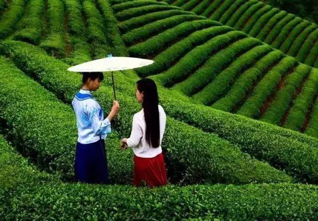 婺源绿茶,婺源绿茶千元以上啥茶