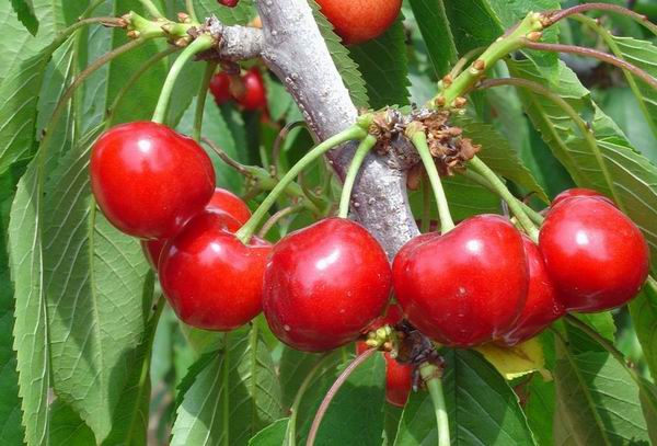 樱桃品种大全一览表,2021年十大樱桃品种排名前十名