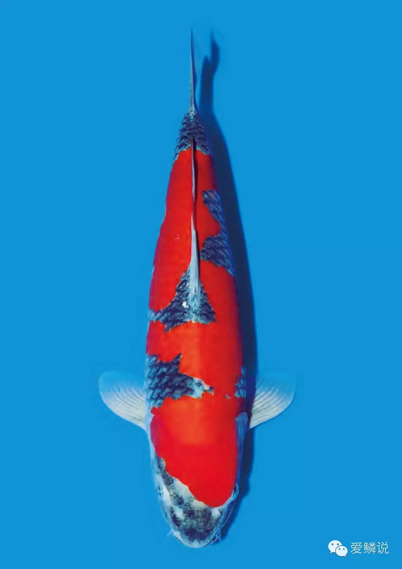 新建锦鲤鱼池怎么消毒和去碱,锦鲤鱼池有腥臭味怎么回事