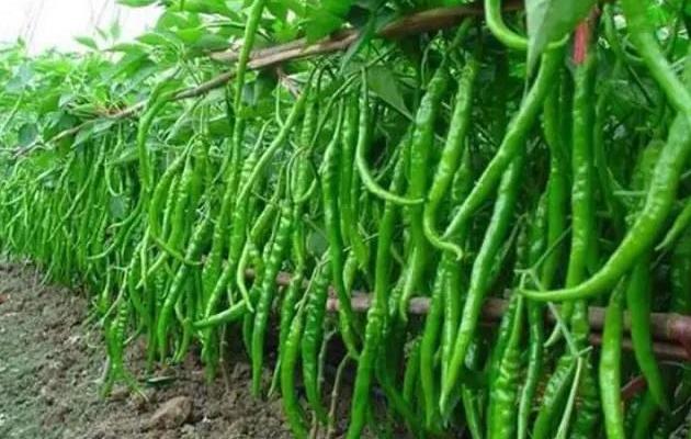 蔬菜种植没销路怎么办,蔬菜种植过程中资金不够该怎么办