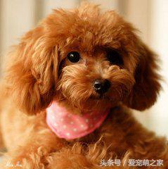 泰迪价格最低多少钱,泰迪最低价格是多少