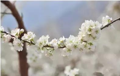 美爆了春天好去处,天津春天赏花的地方有哪些推荐