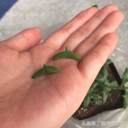 海豚嘴多肉,海豚风铃多肉