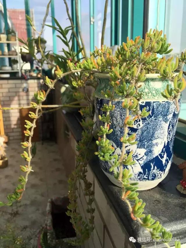 那些年我养过的多肉,这些年养过的花花草草