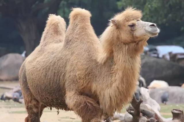 广州长隆野生动物园真实评价,广州长隆野生动物园讲解动物