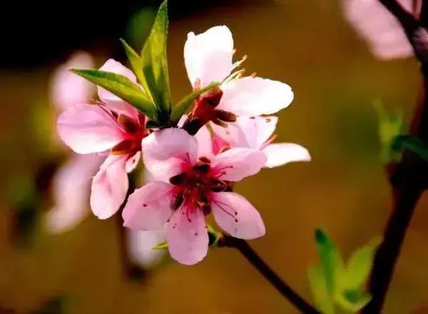 美爆了春天好去处,天津春天赏花的地方有哪些推荐