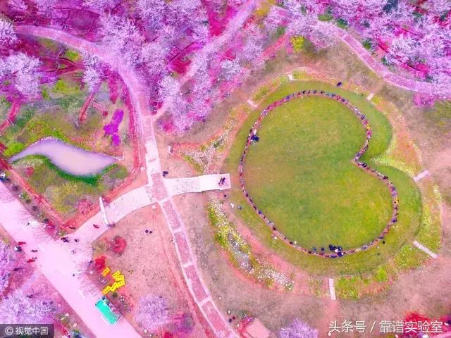 初春赏花目的地推荐之樱花烂漫篇,鸡鸣寺的樱花开了春日赏花好去处