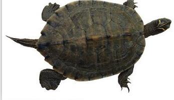 胃痛每日食谱,健康一线胃痛