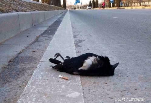 路上遇到被撞死的小动物怎么处理,高速上看到被撞死的小动物怎么办