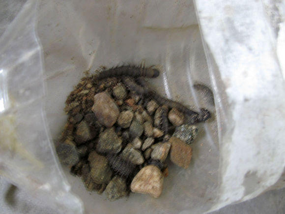 钓鱼的小虫子，有鱼必上钩，被誉为“动物人参”