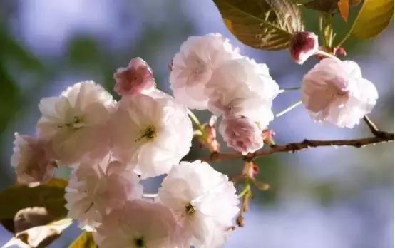 美爆了春天好去处,天津春天赏花的地方有哪些推荐