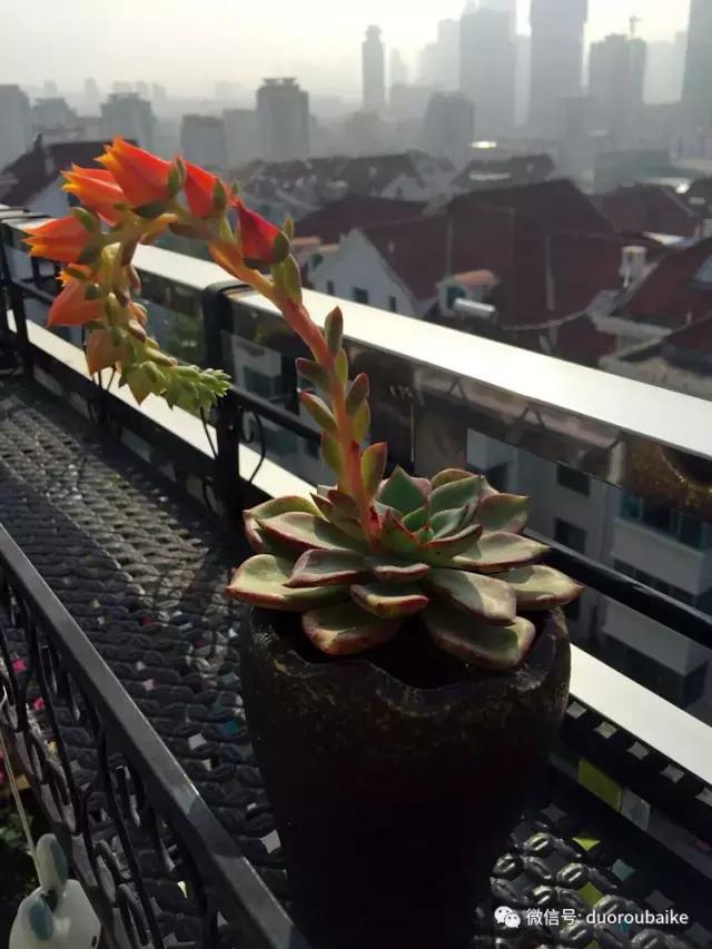 那些年我养过的多肉,这些年养过的花花草草