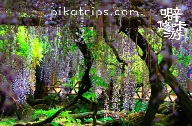 看日本樱花攻略,日本赏樱花最美的地方