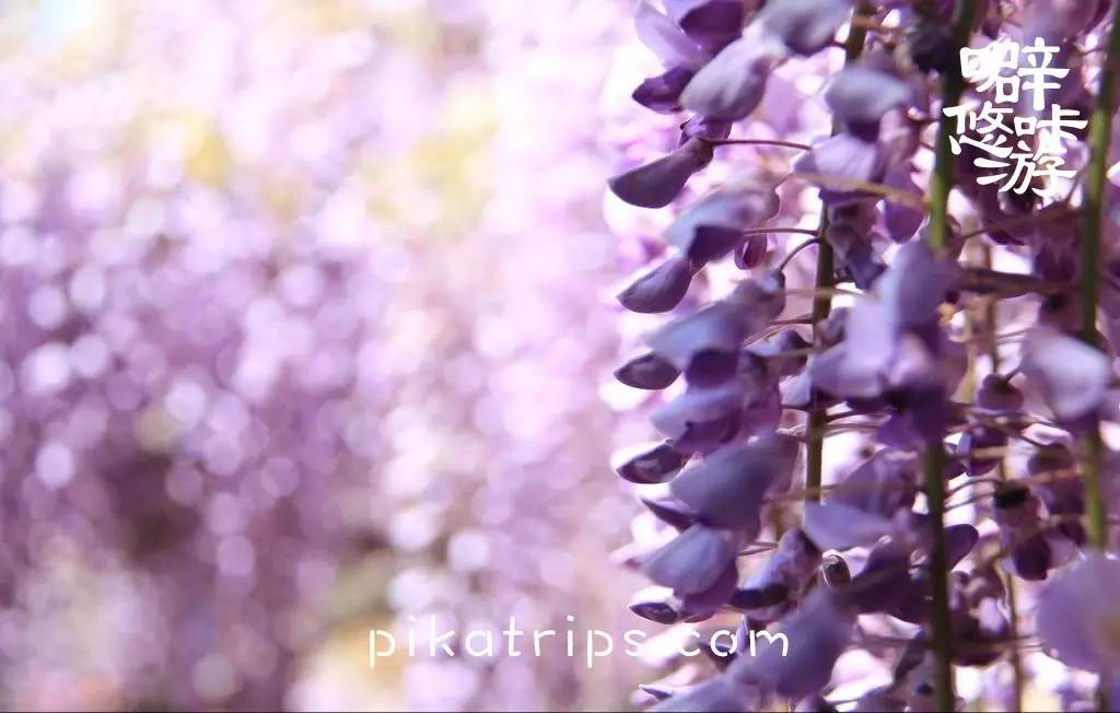 看日本樱花攻略,日本赏樱花最美的地方