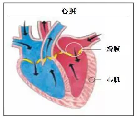 猫咪猝死的时候怎么拯救,猫咪看到猫死了怎么办