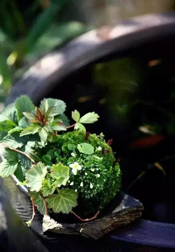 去除青苔的最好方法,去除青苔最有效的方法