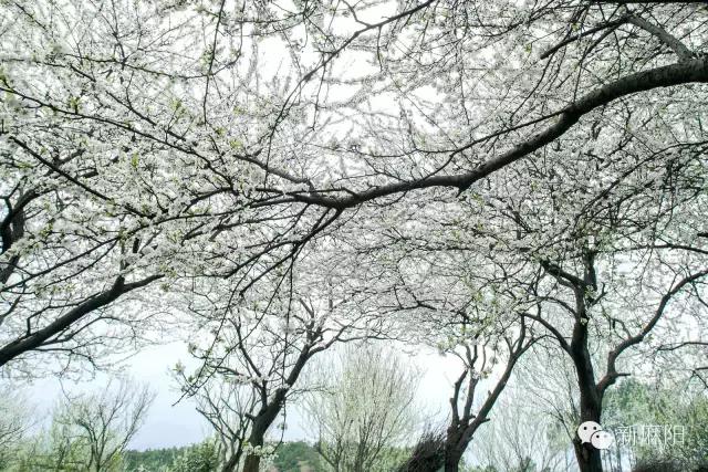 春天第一花麻阳,故乡最先盛开的是什么花